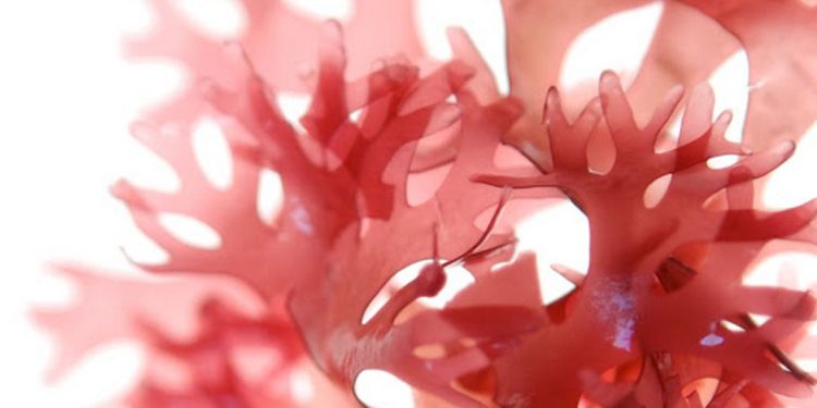 Tảo đỏ hình thành tạo nên sự phát triển mới của họ nhà rong