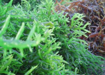 Thực vật với nhiều công dụng tốt cho sức khỏe