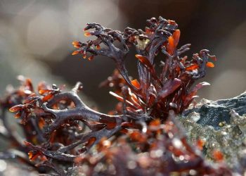 Tảo Đỏ: Các Thành Phần Dinh Dưỡng