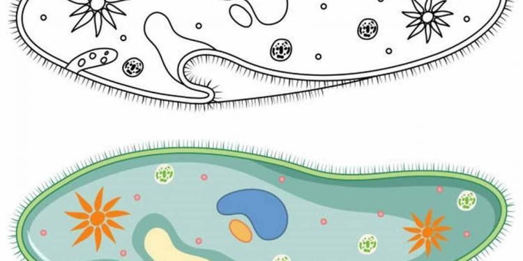 Trùng giày - Sinh vật đơn bào có khả năng sinh sản tiếp hợp