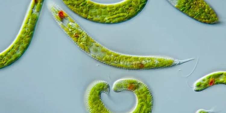 Trùng roi xanh - Cơ thể động vật đơn bào điển hình nhất