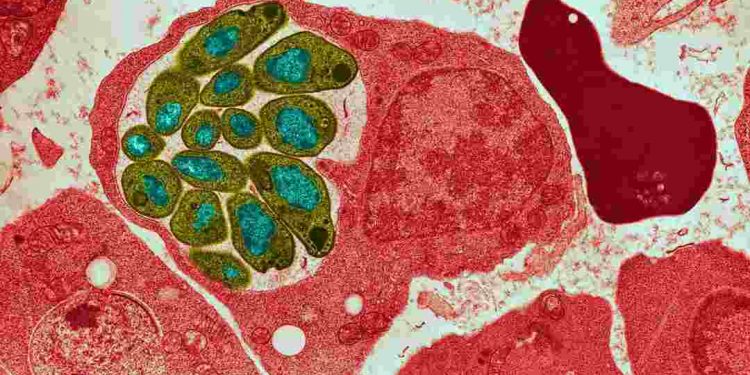 Trùng sốt rét, con đường truyền nhiễm và biện pháp ngăn chặn