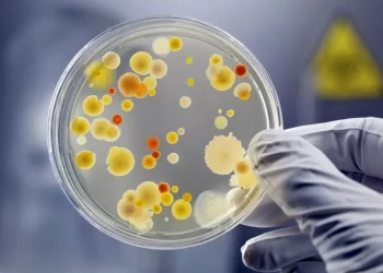 Khuẩn được nuôi cấy trên môi trường thạch trong phòng thí nghiệm