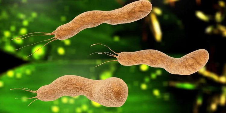 Virus HP thường dễ dàng lây qua đường nước bọt