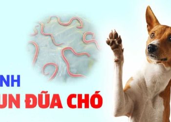 Bệnh giun đũa chó: Các dấu hiệu nhận biết và nguyên nhân
