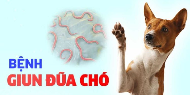 Bệnh giun đũa chó: Các dấu hiệu nhận biết và nguyên nhân