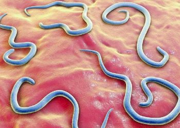 Bệnh giun đũa chó là do giun đũa Toxocara canis trên người con chó gây nên