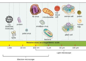 Tìm hiểu về vi sinh vật