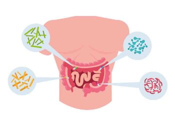 Lợi khuẩn có khả năng hỗ trợ cho hệ tiêu hóa con người bằng cách chuyển hóa chất dinh dưỡng thu được