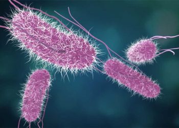 "Vi khuẩn ăn thịt người bắt nguồn từ đâu?" là câu hỏi mà nhiều người quan tâm