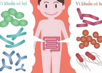 Hệ vi sinh vật ở đường tiêu hóa là gì?