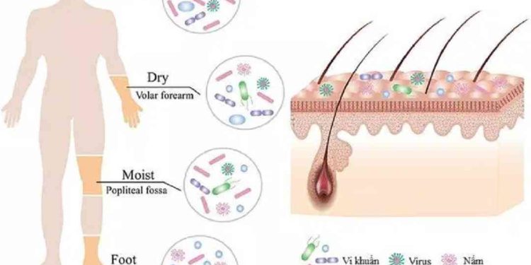 Da - nơi cư ngụ của hàng triệu vi khuẩn