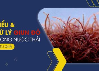 Hiểu và xử lý giun đỏ trong nước thải hiệu quả