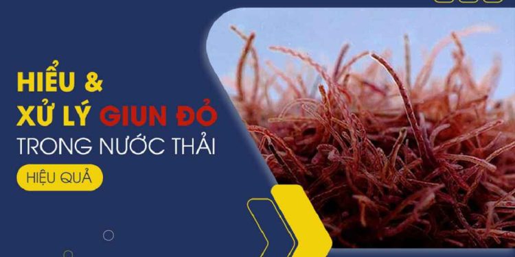 Hiểu và xử lý giun đỏ trong nước thải hiệu quả