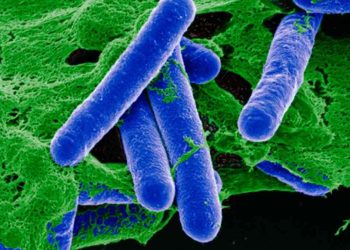 Nguy cơ mắc bệnh botulism do vi khuẩn Clostridium botulinum.