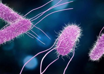 Các biện pháp điều trị bệnh do vi khuẩn Salmonella gây ra