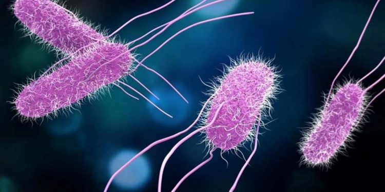 Các biện pháp điều trị bệnh do vi khuẩn Salmonella gây ra