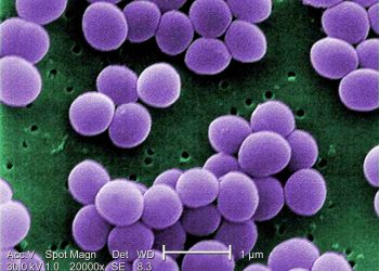 Giới thiệu về Vi khuẩn Staphylococcus aureus