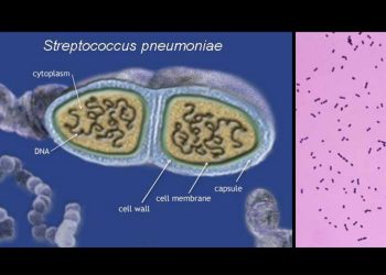 Giới thiệu về Vi khuẩn Streptococcus pneumoniae