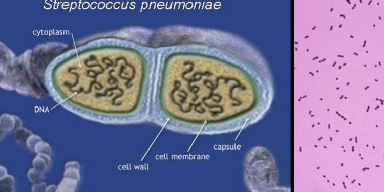 Giới thiệu về Vi khuẩn Streptococcus pneumoniae