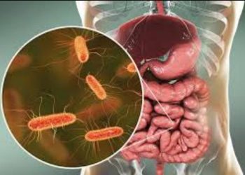 Tìm hiểu về vi khuẩn E coli và ảnh hưởng của nó đến con người