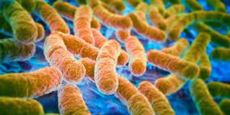 Cách Phòng Tránh Nhiễm Vi Khuẩn E Coli