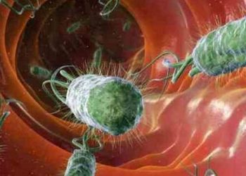 Cách điều trị nhiễm vi khuẩn E Coli bằng thuốc