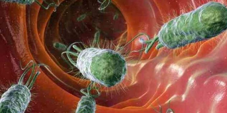 Cách điều trị nhiễm vi khuẩn E Coli bằng thuốc