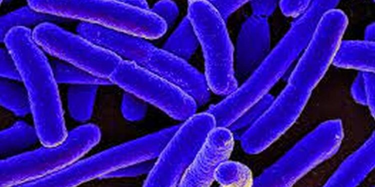 Triệu chứng và biểu hiện của nhiễm khuẩn E Coli